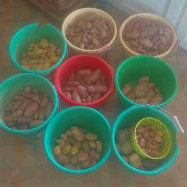 Pommes de terre: récolte 2023 bonne en quantité, mais fragile en qualité