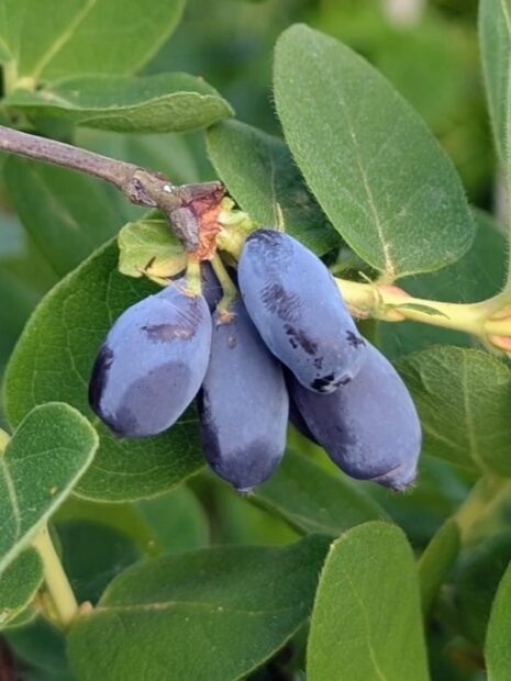 Le camérisier, un arbuste fruitier à adopter absolument!!!