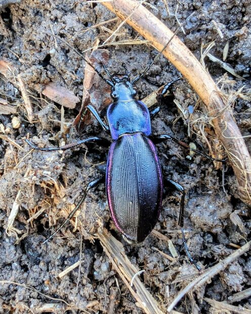 Le carabe violet, un auxiliaire très précieux au jardin
