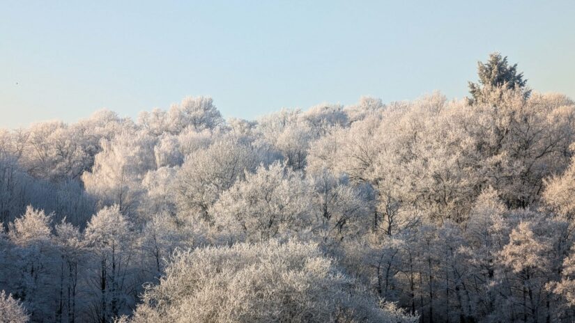Des arbres, du givre, et deux photographes matinaux….