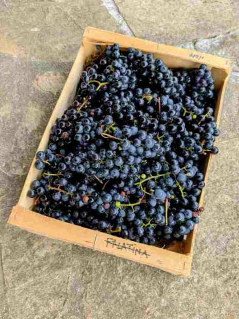 Premières vraies vendanges: presque 9 kilos de raisin Isabelle sur un seul pied