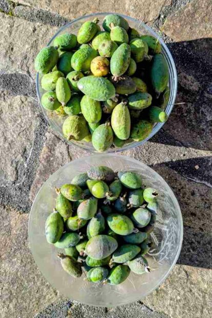 Le feijoa, fleurs magnifiques et fruits acidulés