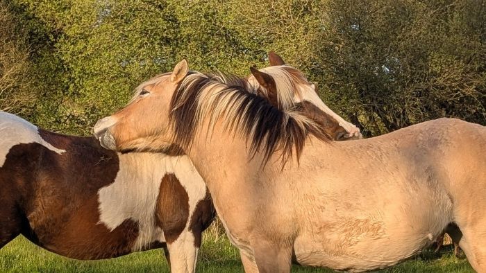 Le retour des chevaux :-)