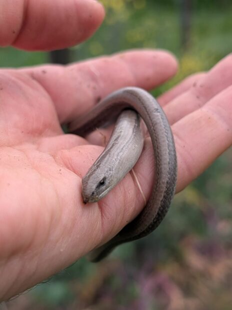 L&rsquo;orvet, un drôle de lézard sans pattes