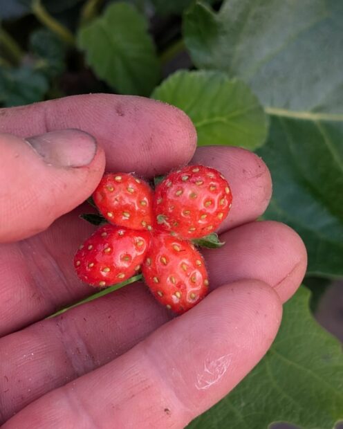La fraise porte-bonheur