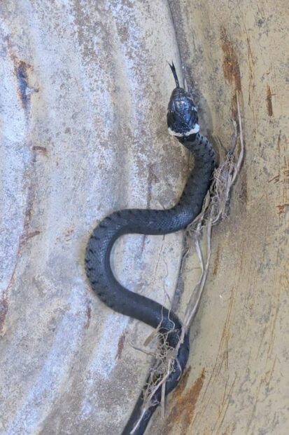Un bébé couleuvre à collier
