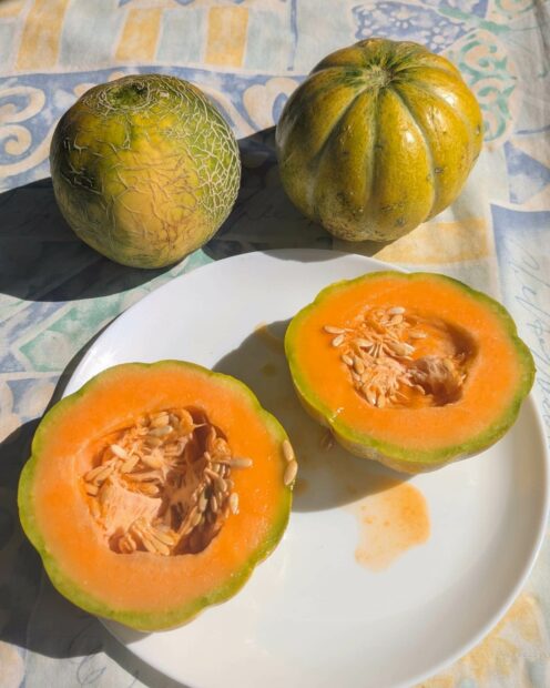 L&rsquo;une des récompenses de l&rsquo;été au jardin: les melons sont succulents